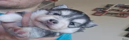 Pomsky dogs for sale: Mirco Pomsky Puppys For Sale - Advert 7