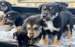 Mixed Breed dogs for sale: Bearded Collie cross New Zealand Huntaway  - Image 4
