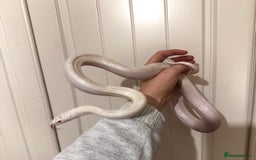 Corn Snake reptiles for sale: Corn Snake for Sale, includes vivarium + extras. - Image 3