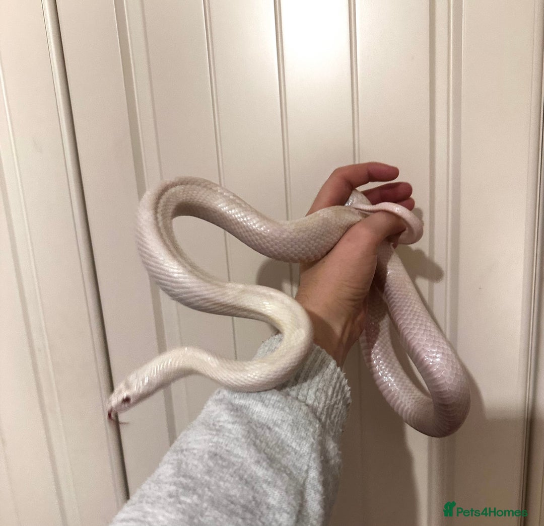 Corn Snake reptiles for sale: Corn Snake for Sale, includes vivarium + extras. - Image 3