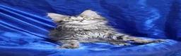 Maine Coon cats for sale: GCCF registered Maine Coon Pedigree Kitten  - Advert 4
