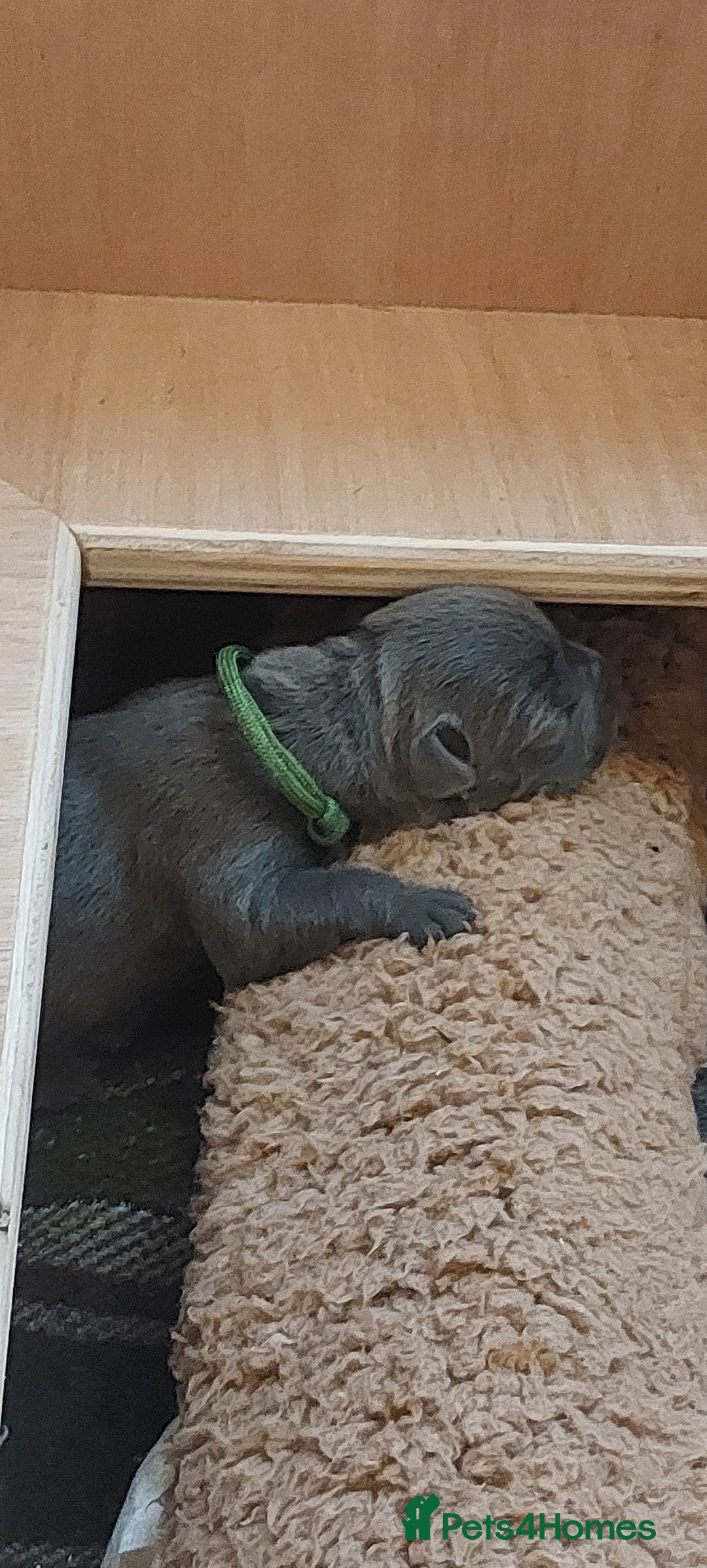 Staffordshire Bull Terrier dogs for sale: 💙KC Staffordshire Bull Terrier puppies 💙 - Image 1