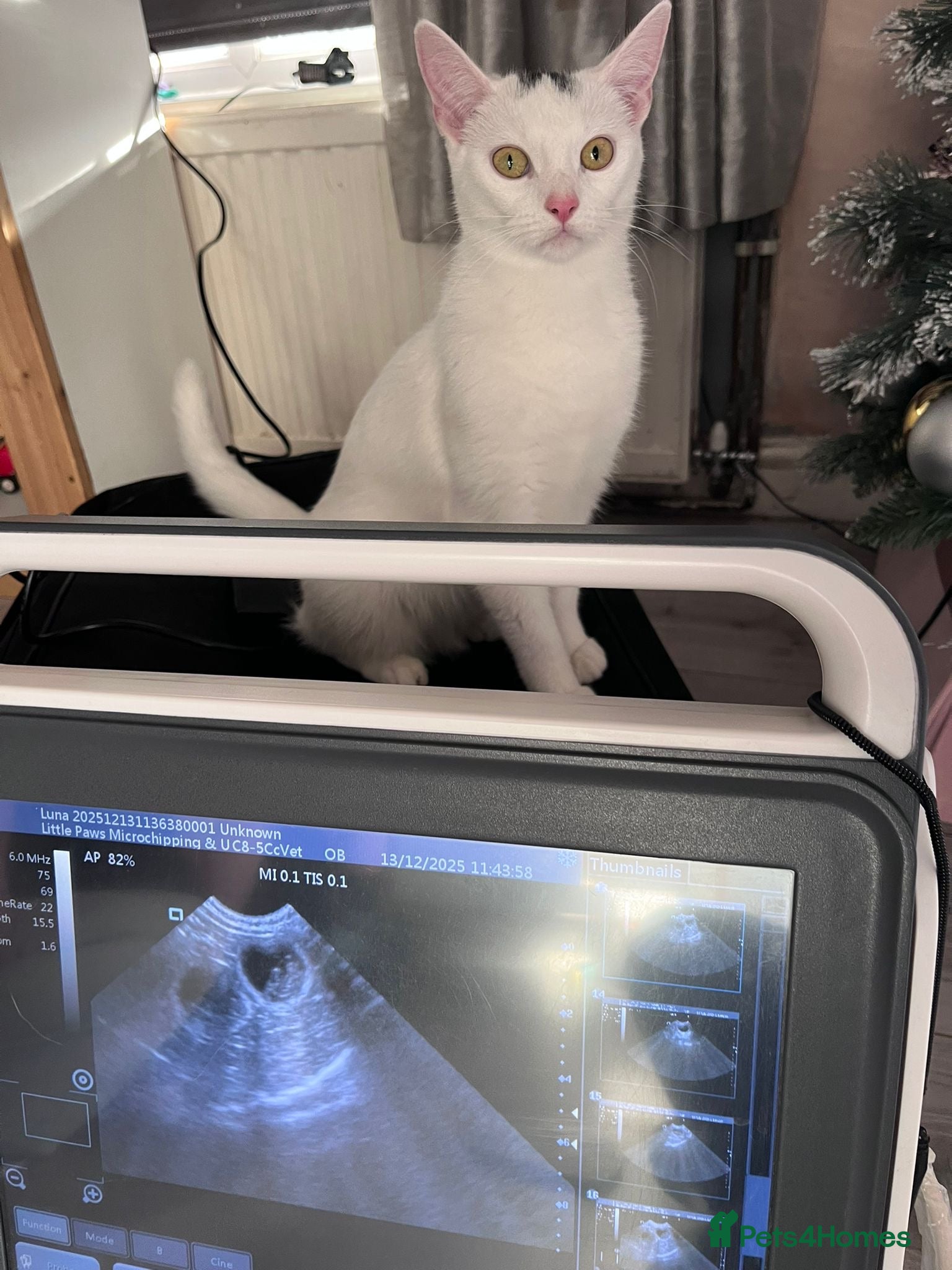 Mixed Breed cats Turkish angora mix kittens  in Ilkeston - Advert 1