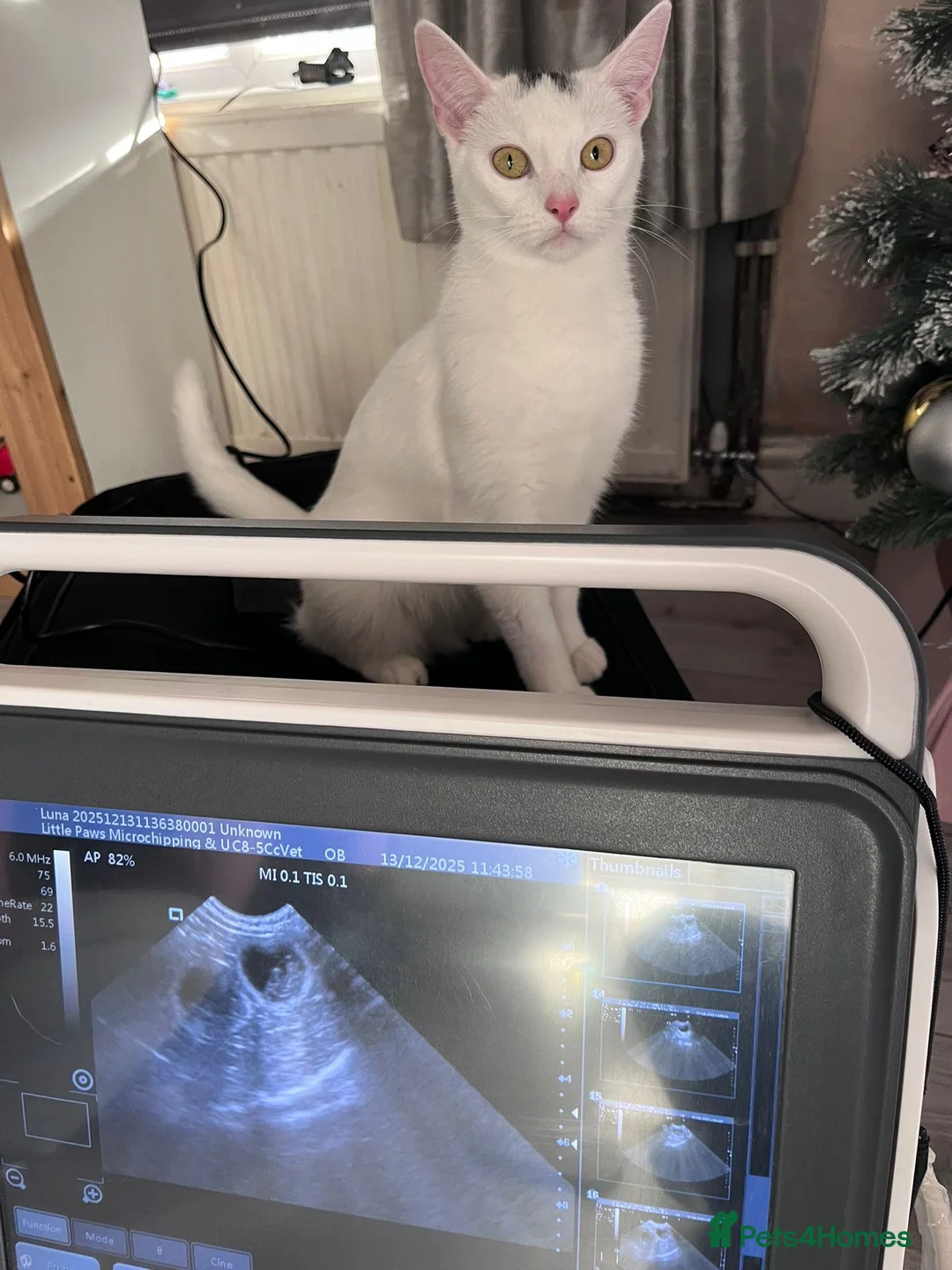 Mixed Breed cats for sale: Turkish angora mix kittens  in Ilkeston - Advert 1