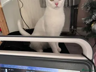 Mixed Breed cats Turkish angora mix kittens in Ilkeston - Advert 1