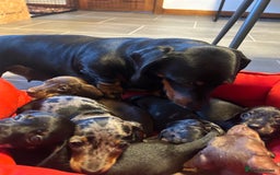 Miniature Dachshund dogs for sale: Miniature Dachshund  - Image 10