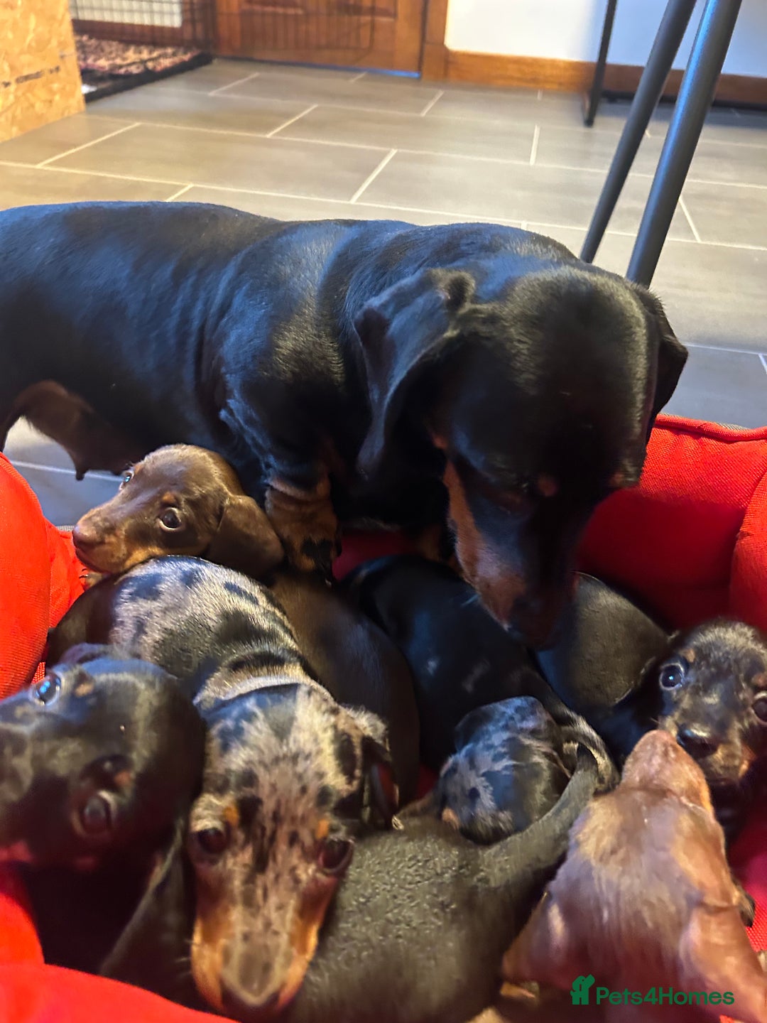 Miniature Dachshund dogs for sale: Miniature Dachshund  - Image 10