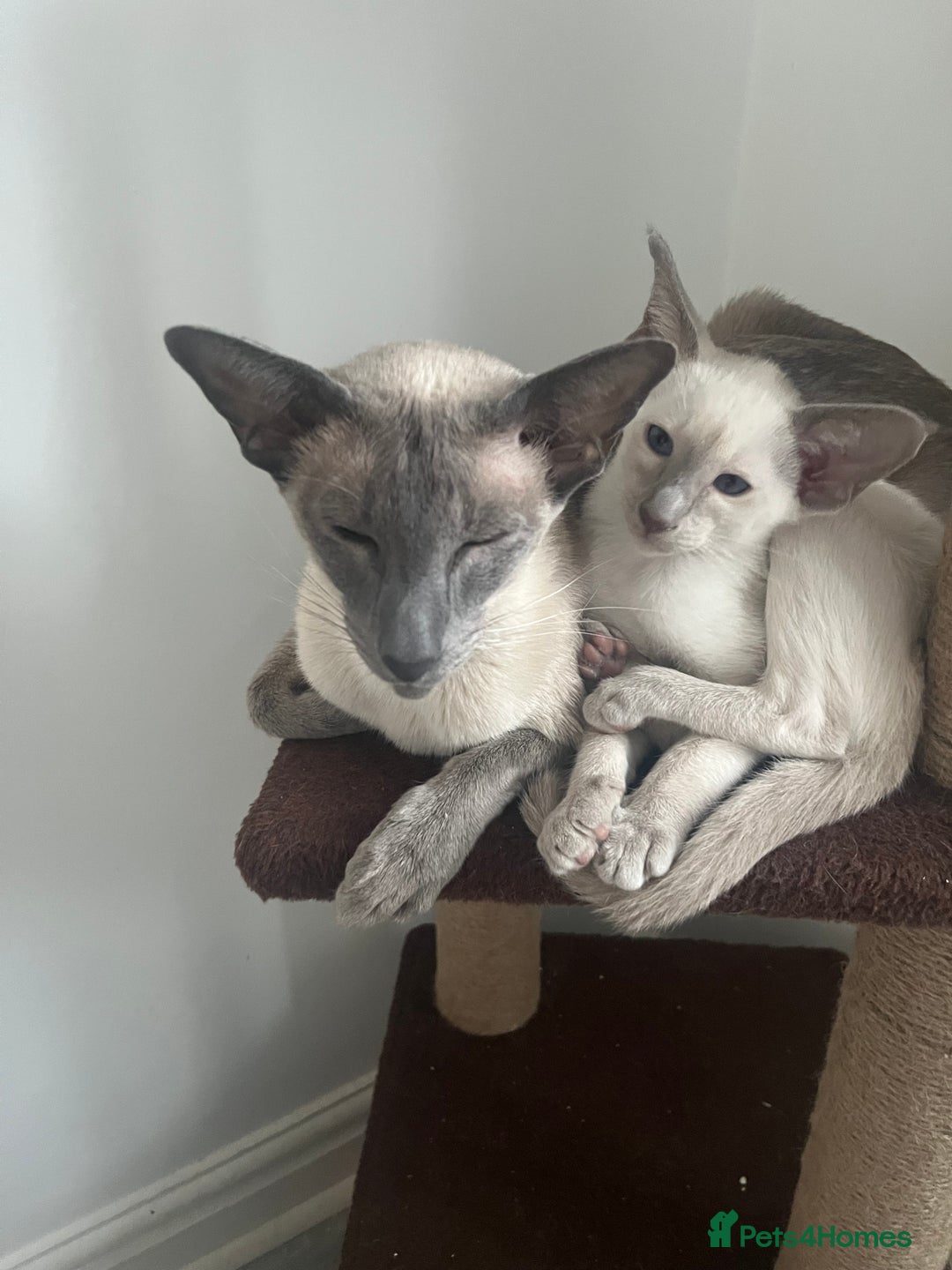 Siamese cats for sale: Gorgeous New Style Siamese Kittens - Image 16