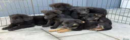 German Shepherd dogs for sale: German shepherd pups  in Dereham - Advert 6