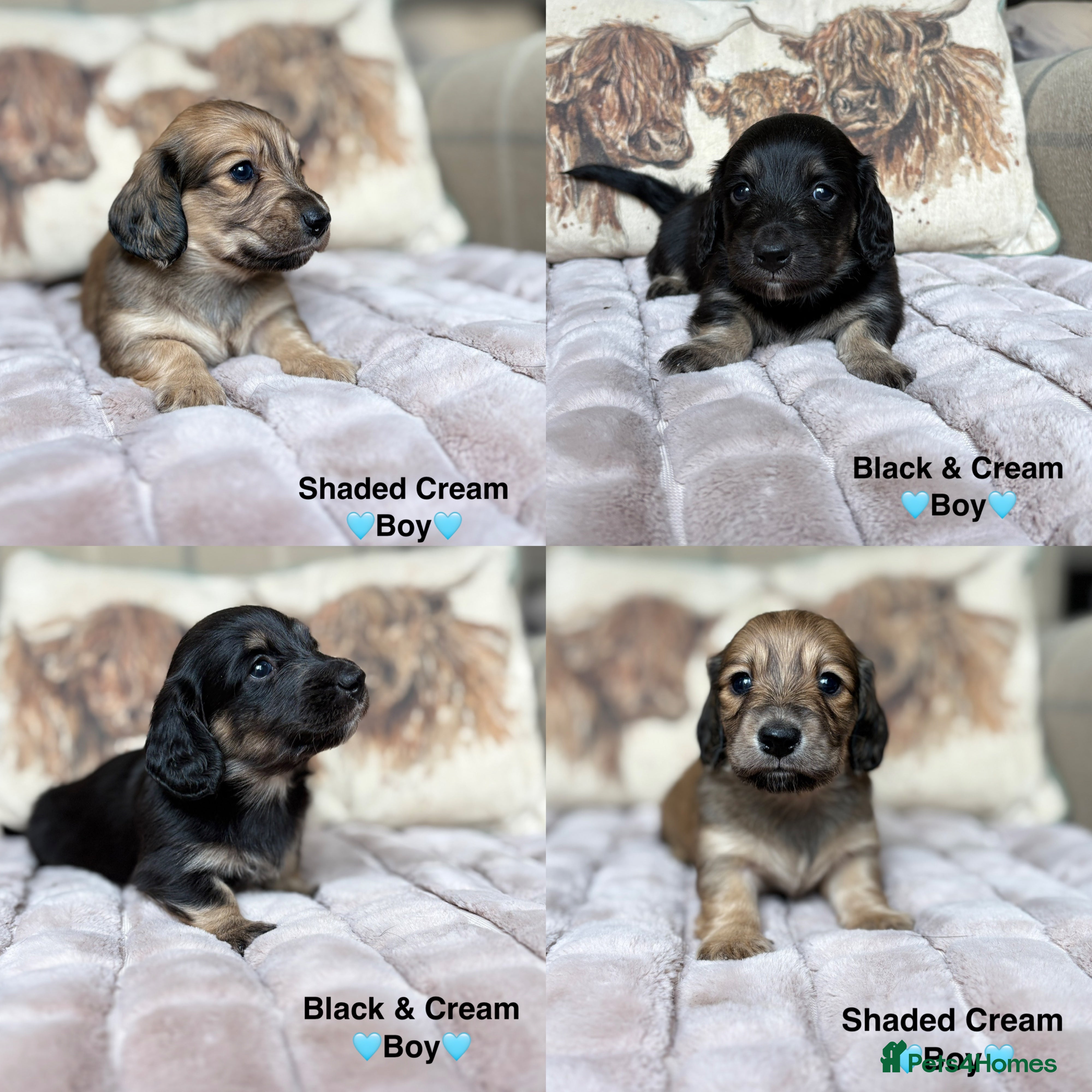 Miniature Dachshund dogs 🩵LONG HAIRED CREAM DACHSHUNDS🩵 - Advert 2