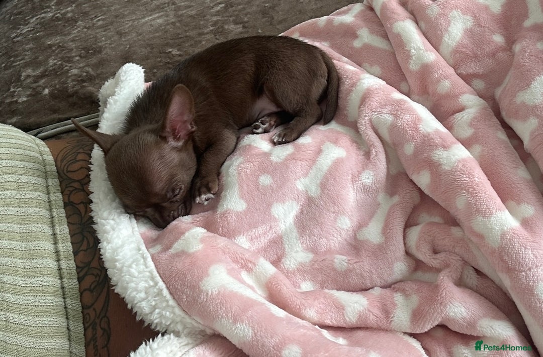 Chihuahua dogs for stud: KC Registered Chocolate Chihuahua for Stud - Advert 3