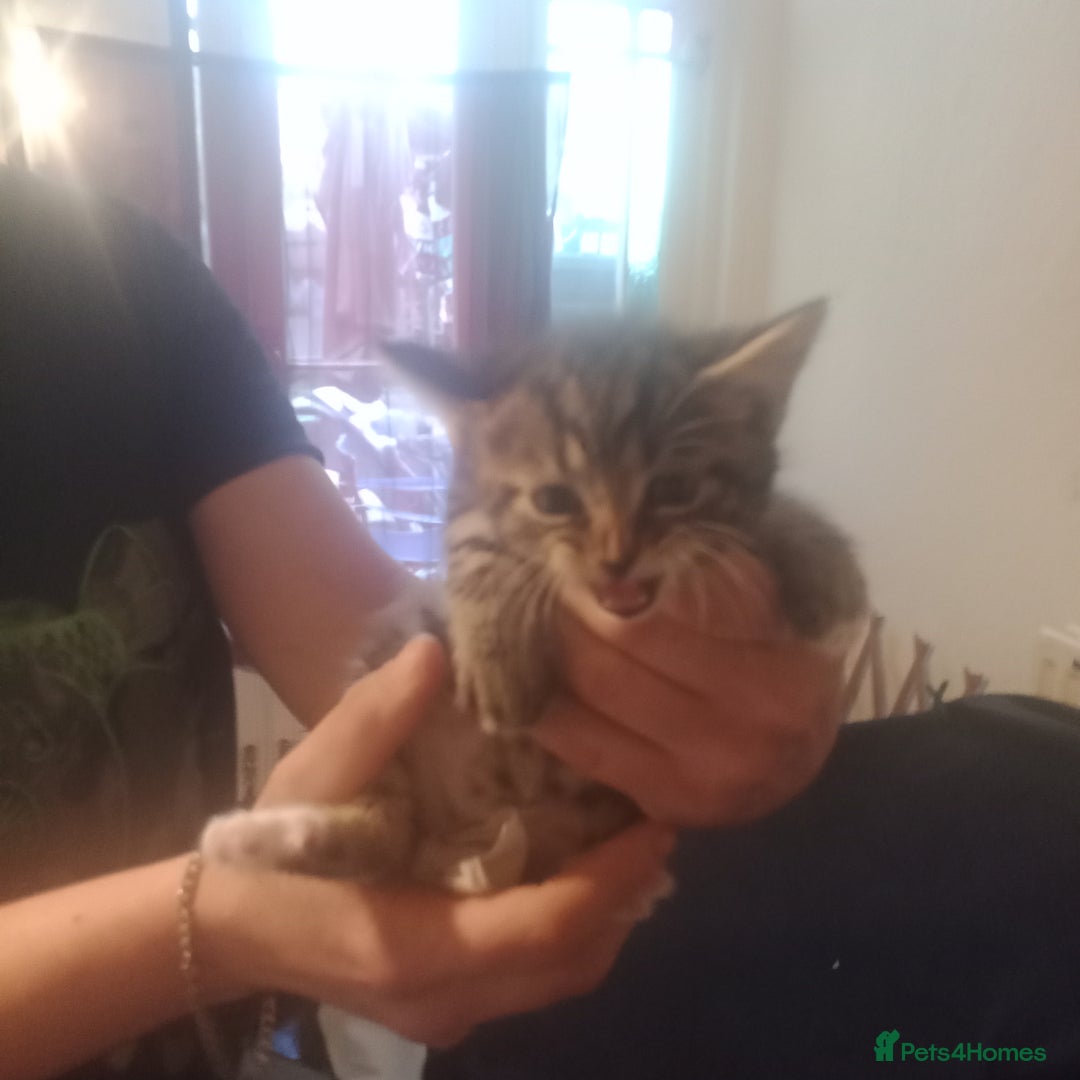 Bengal cats for sale: 2 boy and 2 girls  - Image 21