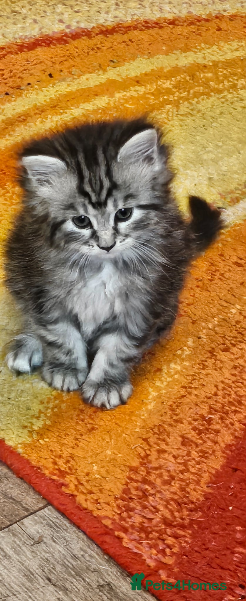 Maine Coon cats Maine Coon kitten 1 grey girl  - Advert 1
