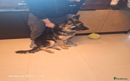 German Shepherd dogs for sale: Zeus - German shepherd looking for a good home - Image 2