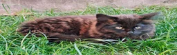 Mixed Breed cats for sale: Little cuties - Advert 10