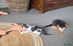 Mixed Breed cats for sale: Beautiful Ragdoll x shorthaired kittens - Image 7