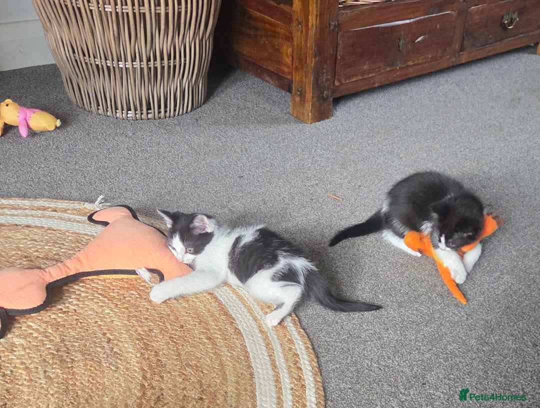 Mixed Breed cats for sale: Beautiful Ragdoll x shorthaired kittens - Image 7