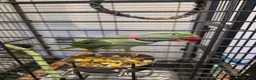 Parrots birds for sale: Parrot in Mitcham - Advert 3