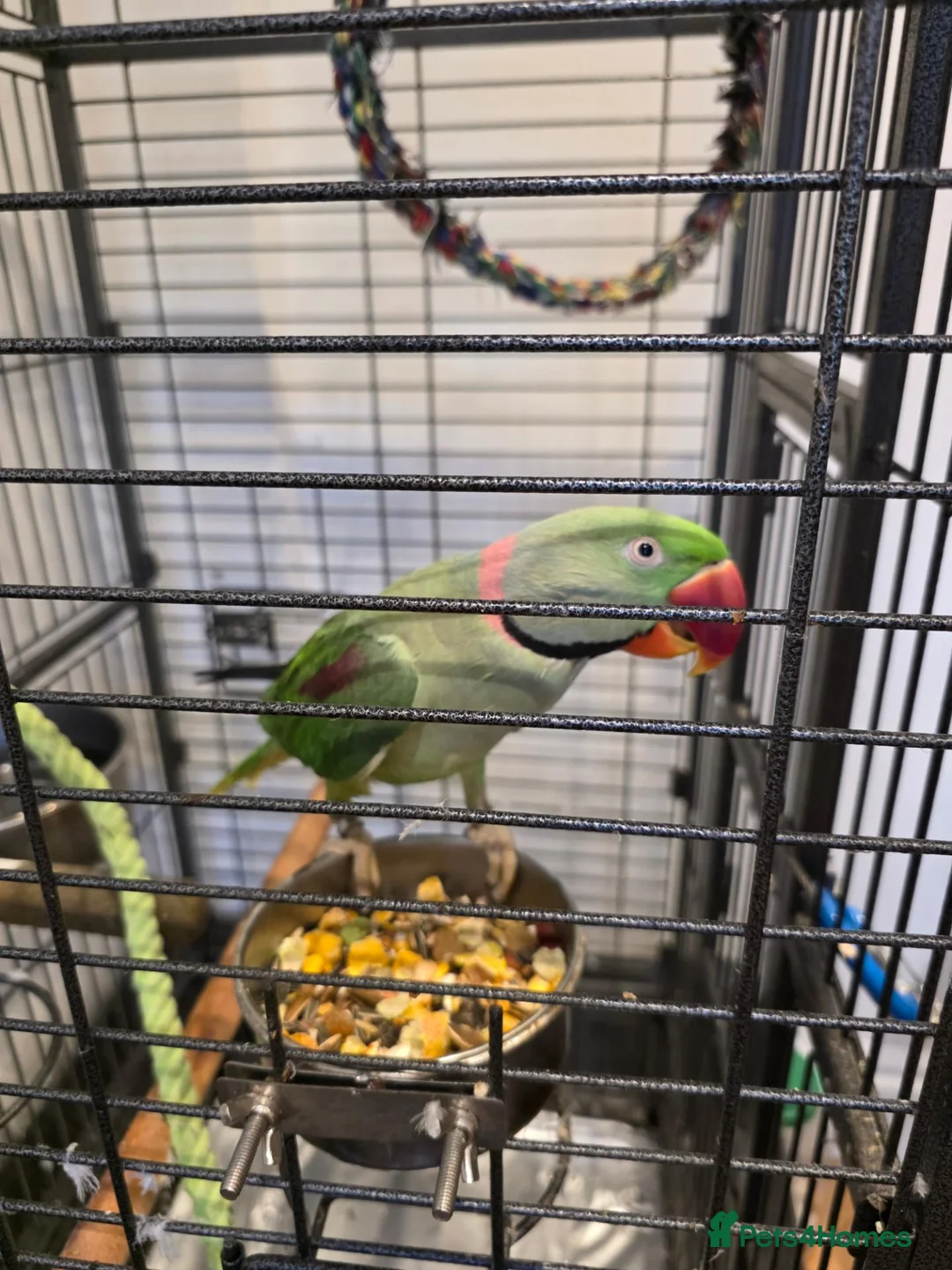 Parrots birds for sale: Parrot in Mitcham - Advert 3