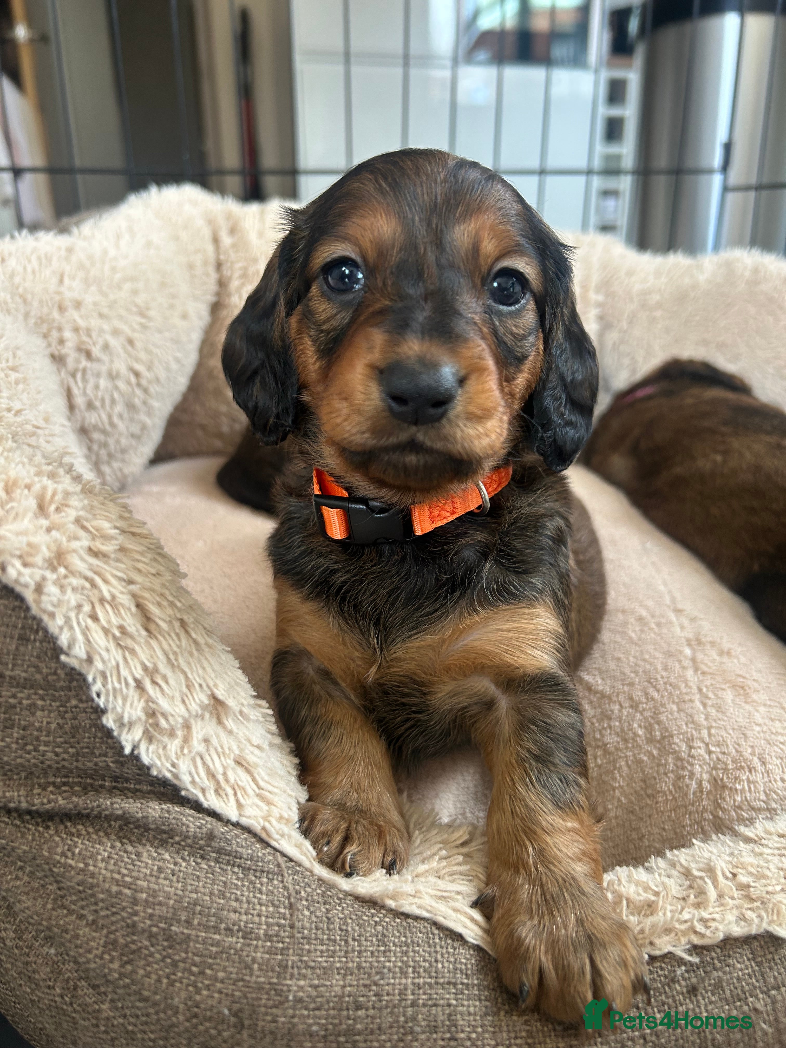 Dachshund dogs Stunning 5 generation KC standard dachshunds  - Advert 4