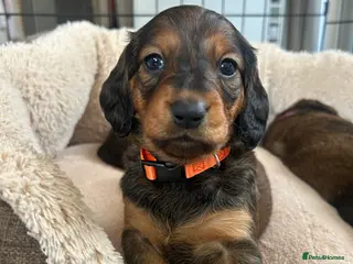 Dachshund dogs Stunning 5 generation KC standard dachshunds - Advert 4