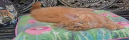 Mixed Breed cats for sale:  🐱 Gorgeous Maine-Coon Cross Fluffy Kittens 😍 - Advert 6