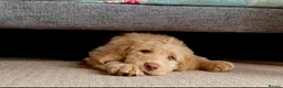 Goldendoodle dogs for sale: REDUCED FROM £2250!! DNA TESTED MULTI-GEN PUPPIES  - Advert 16