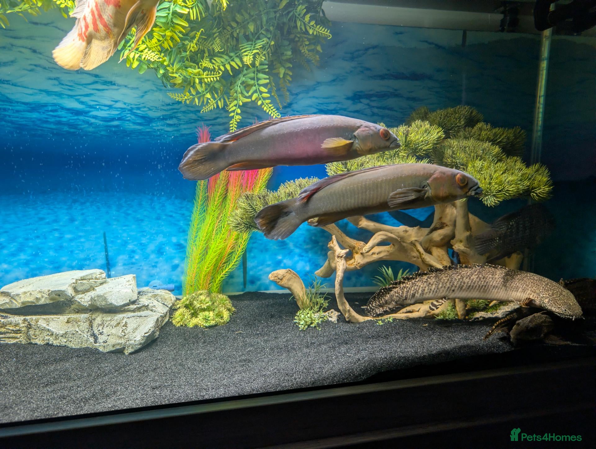 Cichlids fish 2 large Pike chichlids  - Advert 7