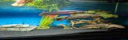 Cichlids fish for sale: 2 large Pike chichlids  in Orpington - Advert 1