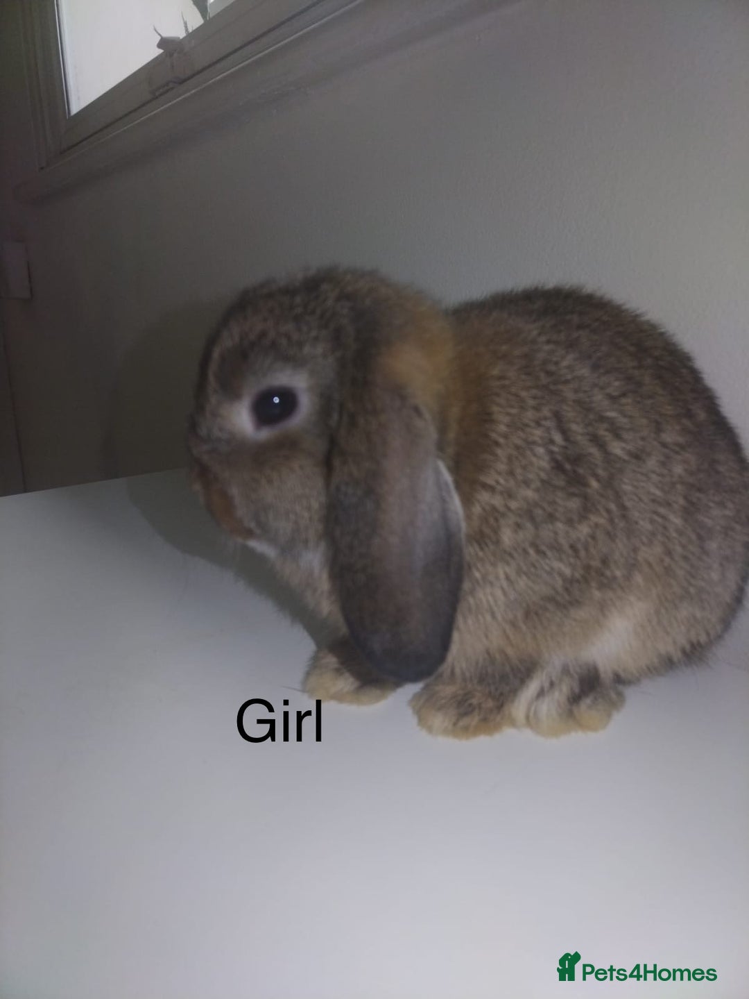 Mini Lop rabbits for sale: Mini lops available  - Advert 34