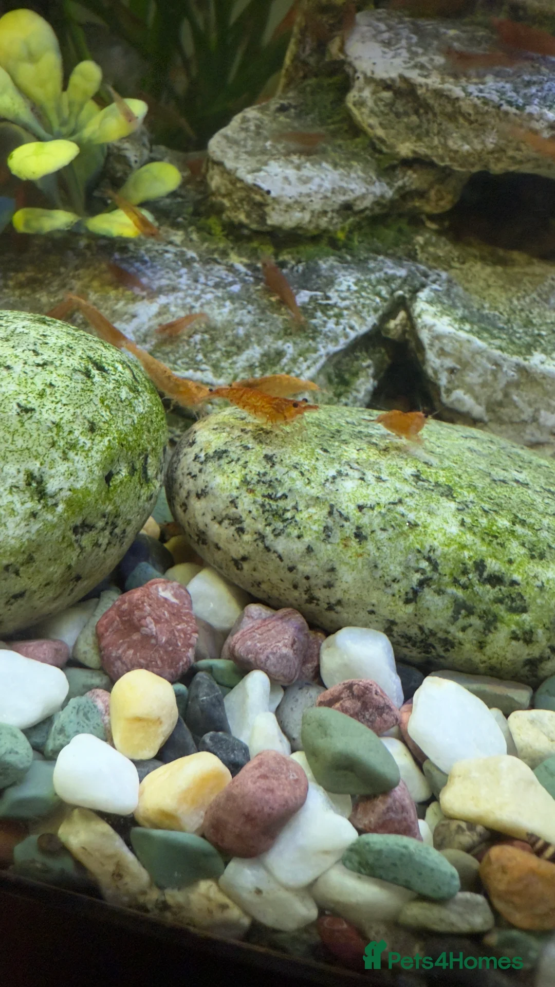 Shrimps fish for sale: Cherry shrimps for sale  - Advert 9