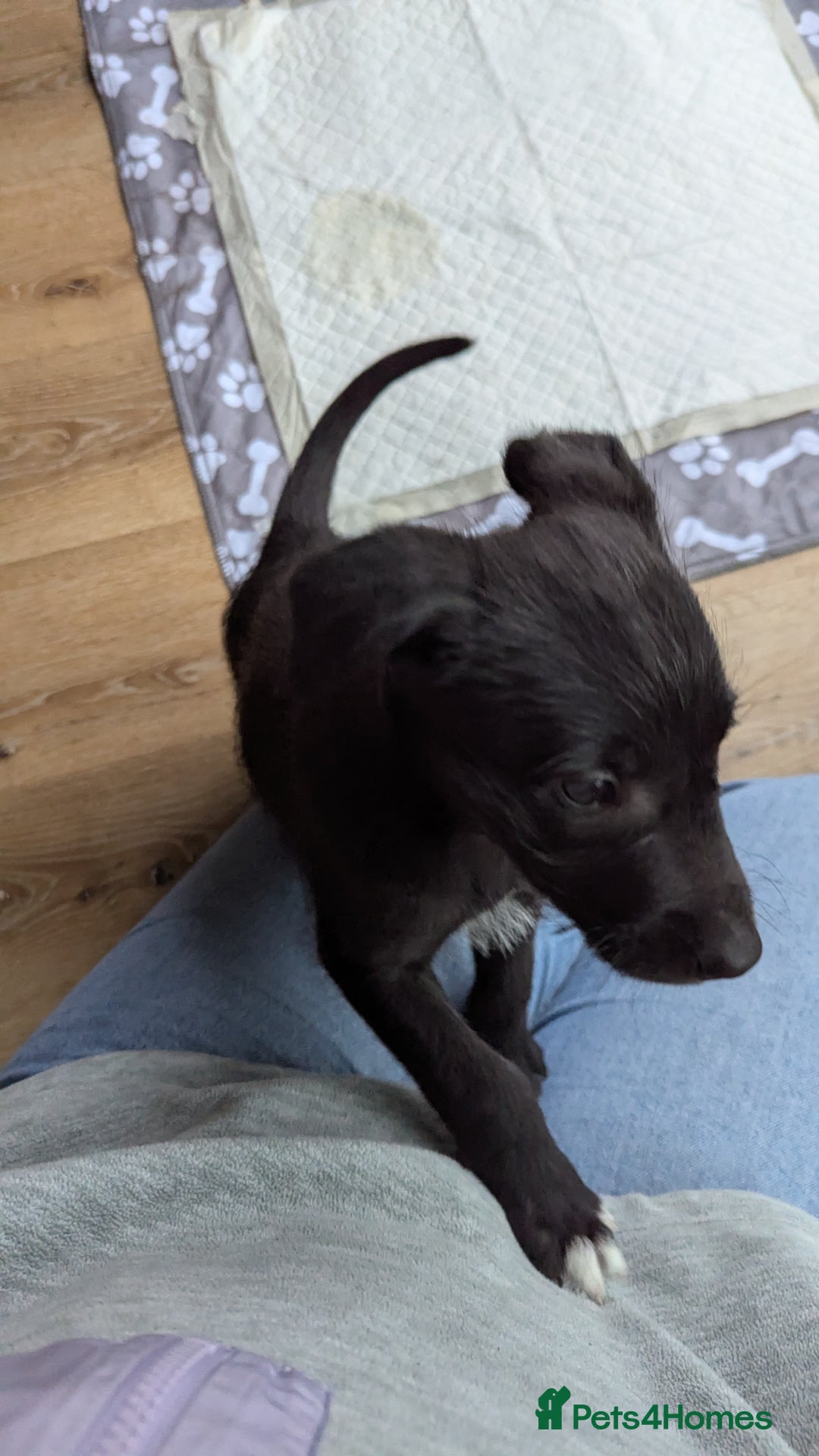 Mixed Breed dogs for sale: Lovely Lurcher puppy for rehome - Advert 2