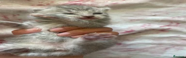 Bengal Kitten 6