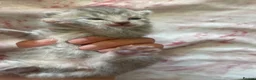 Bengal cats for sale: Bengal Cross Tabby - Advert 2