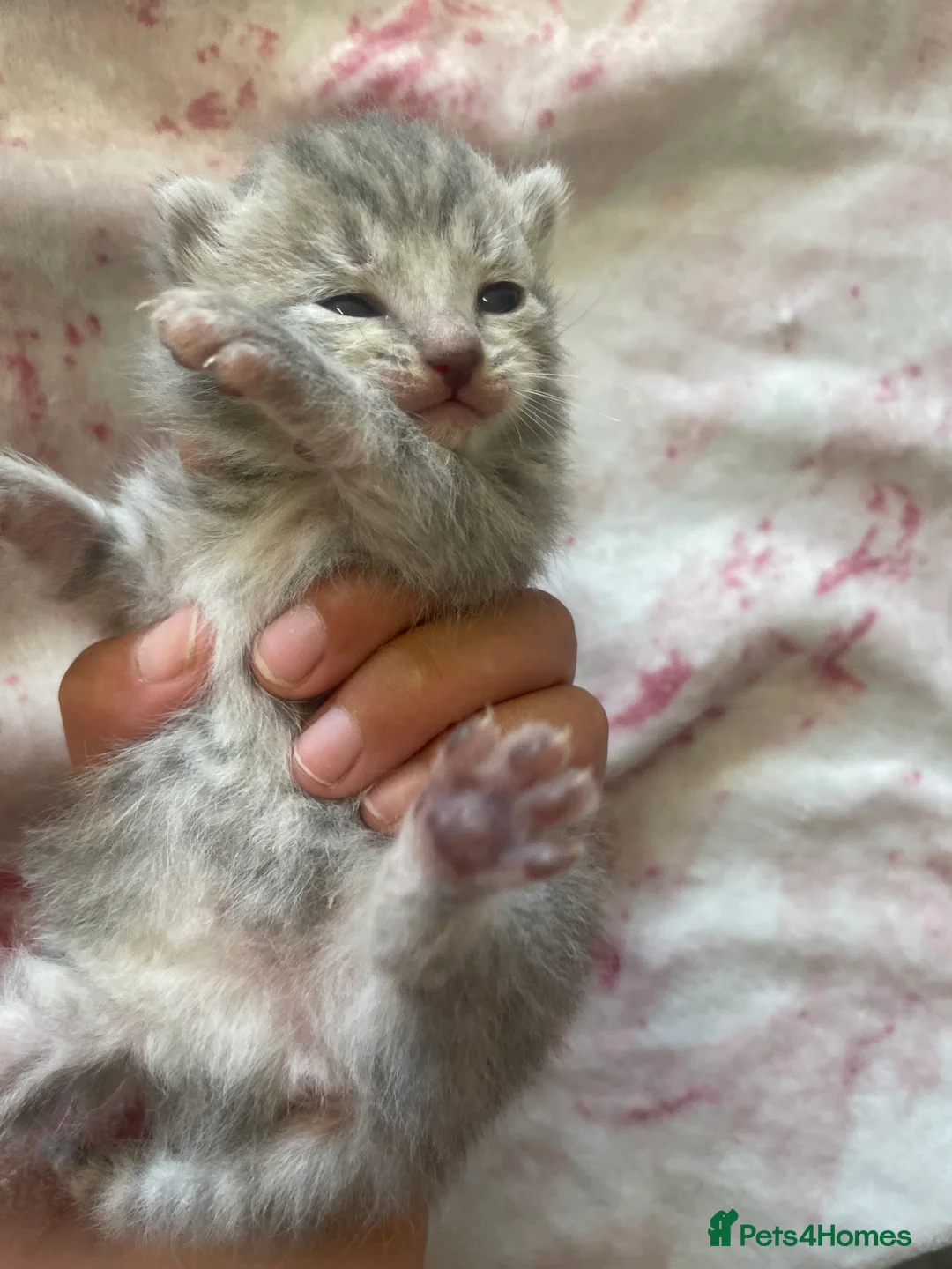 Bengal cats for sale: Bengal Cross Tabby - Advert 2