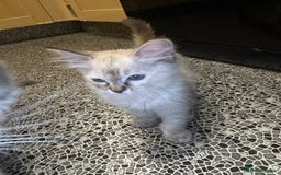 Ragdoll cats for sale: Pedigree Point Ragdoll kittens  - Image 8