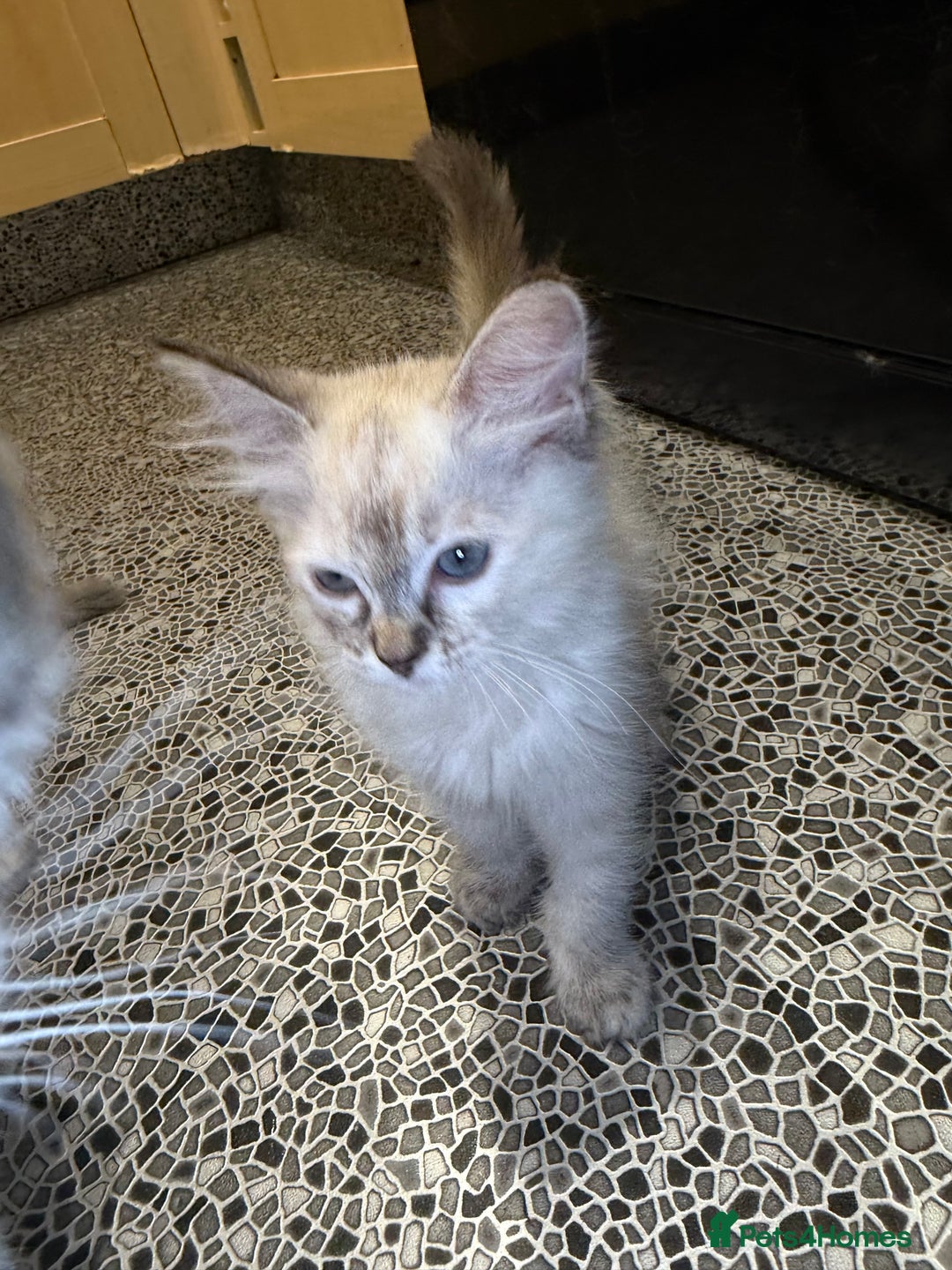 Ragdoll cats for sale: Pedigree Point Ragdoll kittens  - Image 8