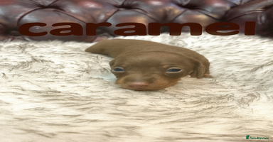 Miniature Dachshund dogs  ** Ready 24th Dec. 3 gorgeous KC boys left 🥰 - Advert 3