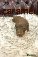 Miniature Dachshund dogs ** Ready 24th Dec. 3 gorgeous KC boys left 🥰 - Advert 3