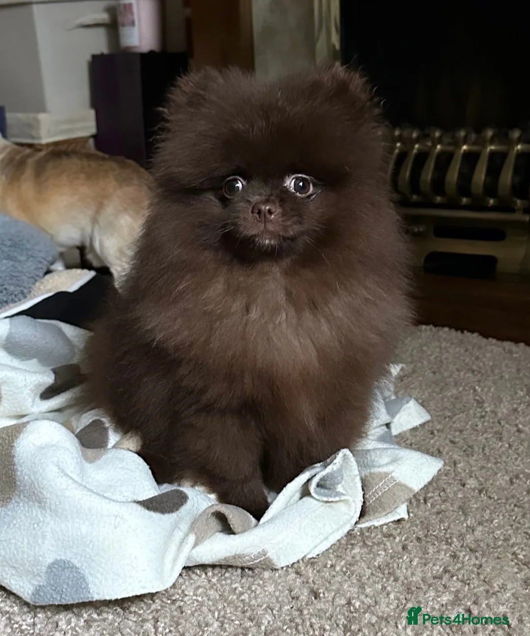 Pomeranian dogs for stud: CHAMPION PEDIGREE KC CHOCOLATE STUD  - Advert 2
