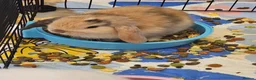 Mixed Breed rabbits for sale: 8 babies bunnies - Advert 13