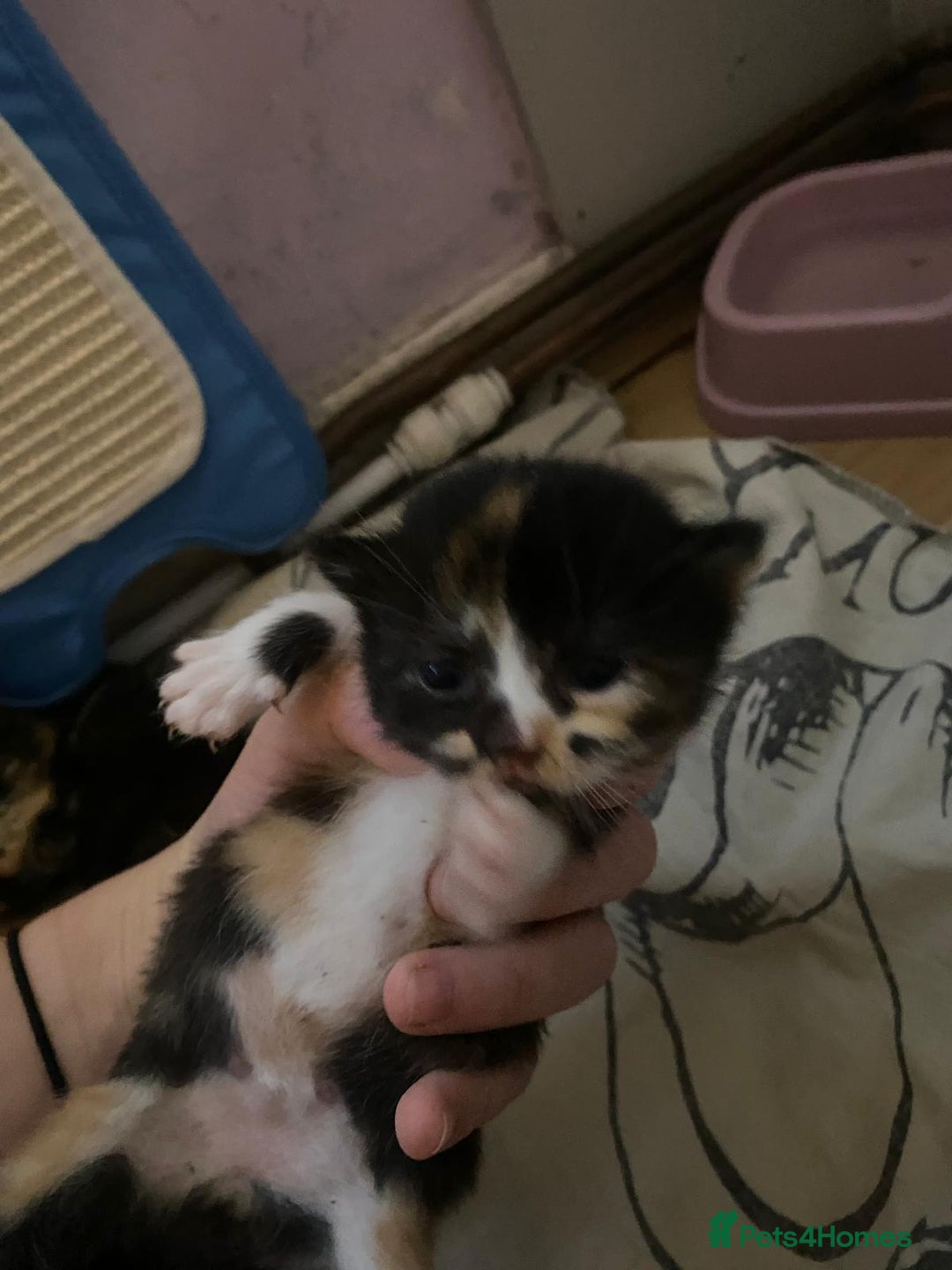 Mixed Breed cats for sale: Kittens for sale  - Image 11