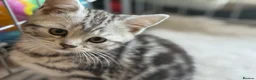 British Shorthair cats for sale: GCCF Rare Show Quality BSH Silver Tabby Kittens  - Advert 26