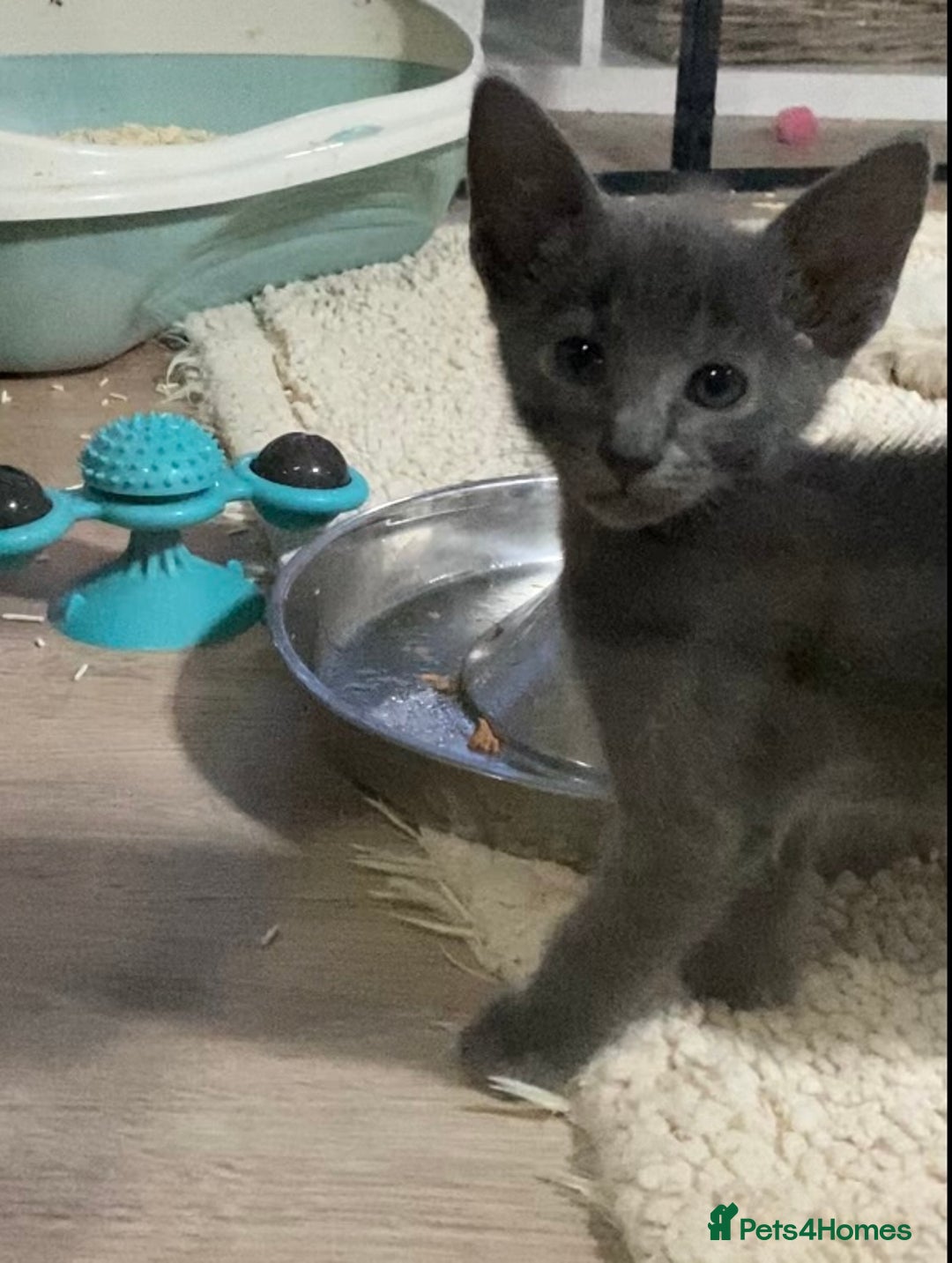 Oriental cats for sale: Oriental kittens  - Advert 14