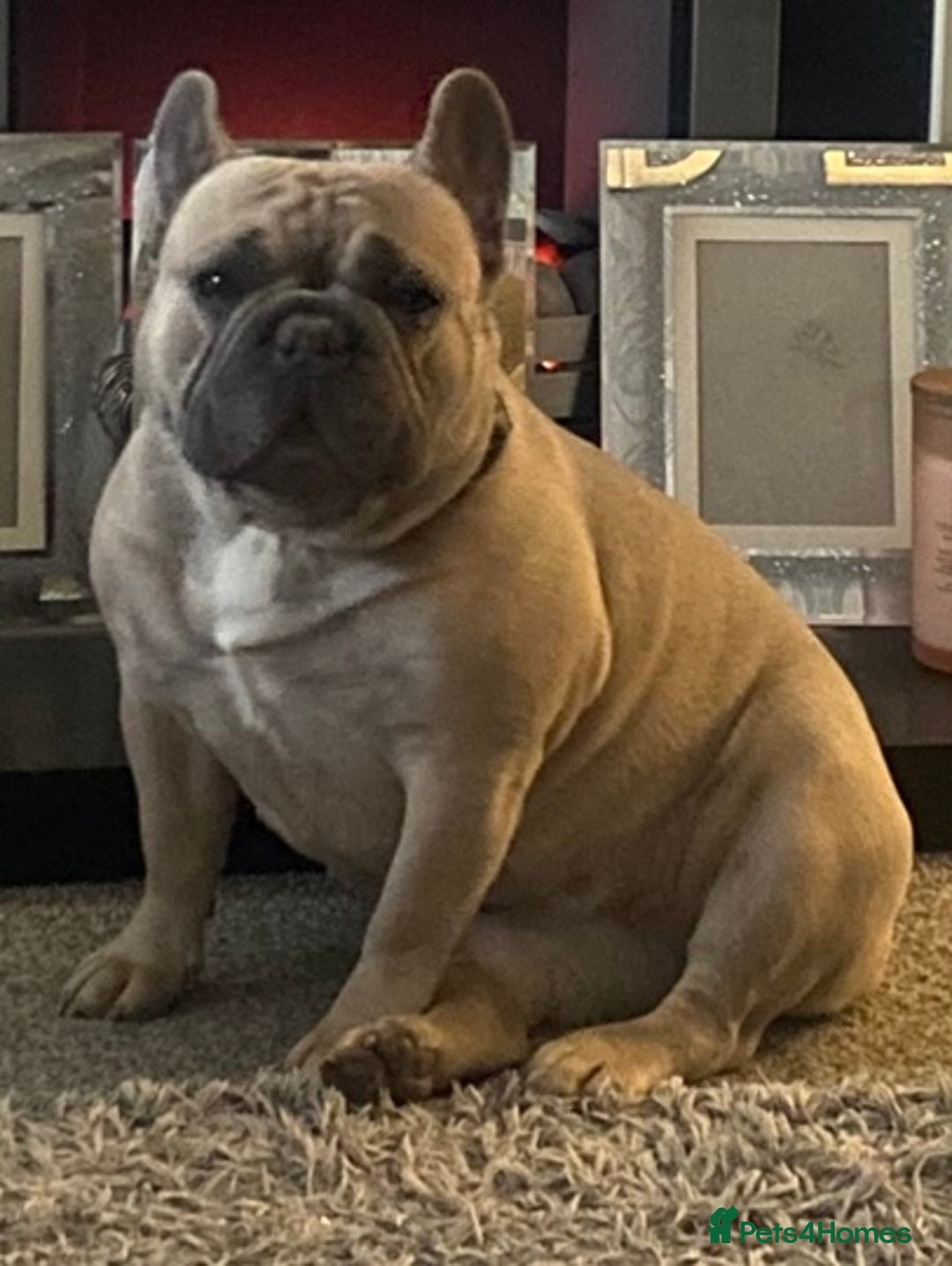 French Bulldog dogs for sale: Stunning chunky French bulldog pups  - Advert 17