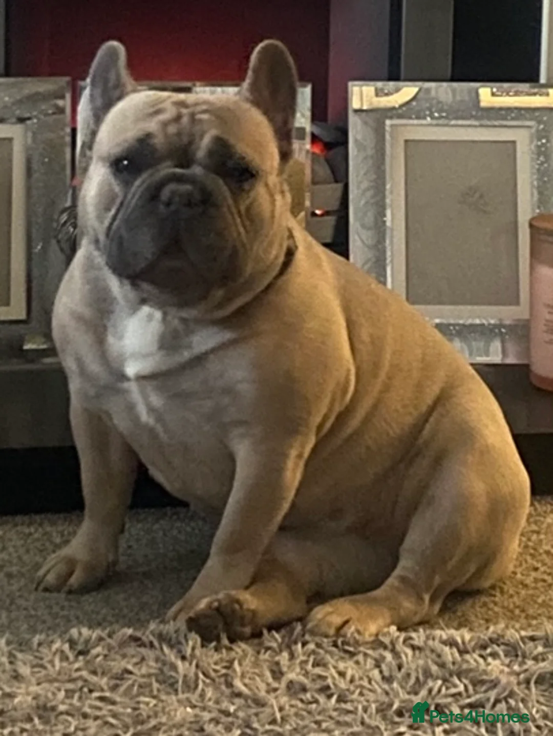 French Bulldog dogs for sale: Stunning chunky French bulldog pups  - Advert 12