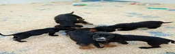 Mixed Breed dogs for sale: Beautiful litter of cockels  in Thirsk - Advert 5