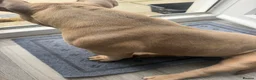 American Bully dogs for sale: Pocket bully  - Advert 7