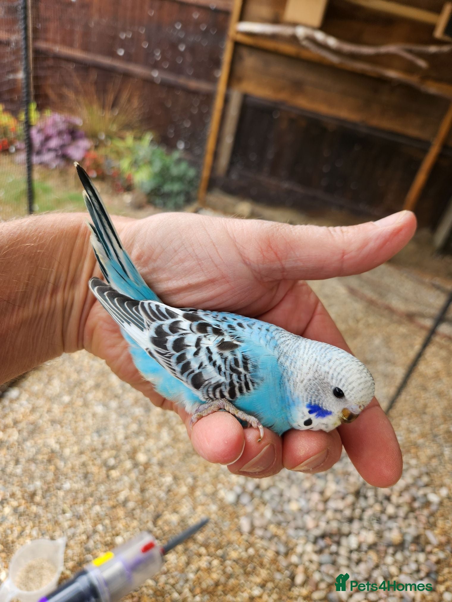 Budgerigars birds Baby budgies for sale - Advert 14