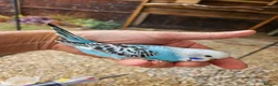 Budgerigars birds for sale: Baby budgies for sale - Advert 1
